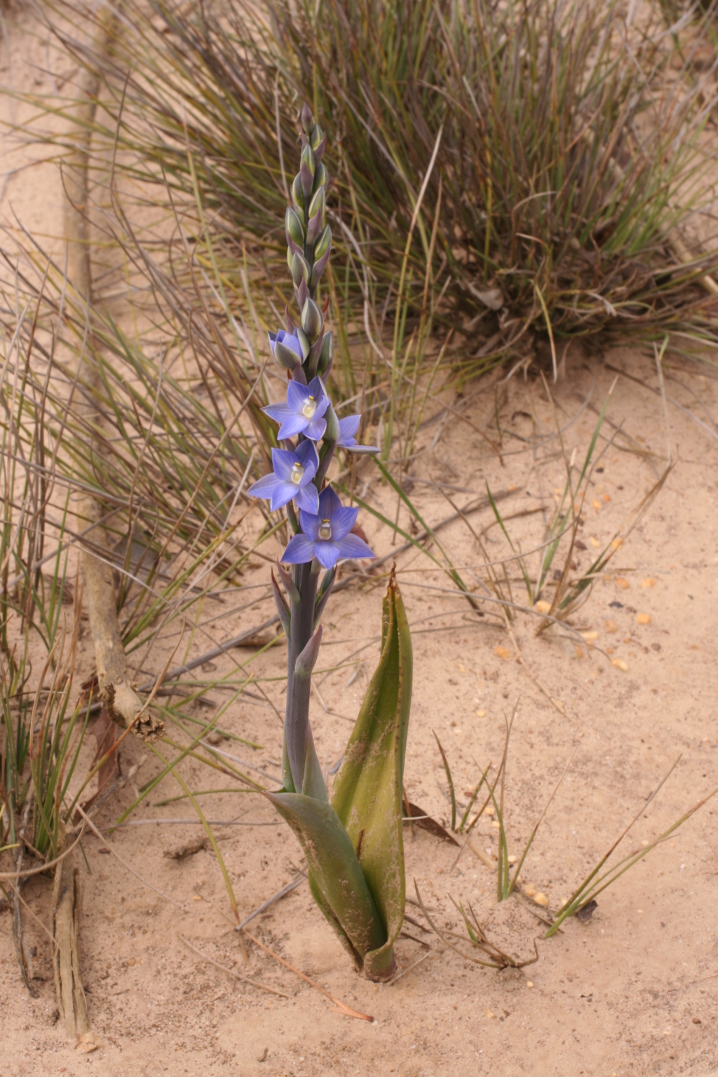 Thelymitra aristata (hero image)