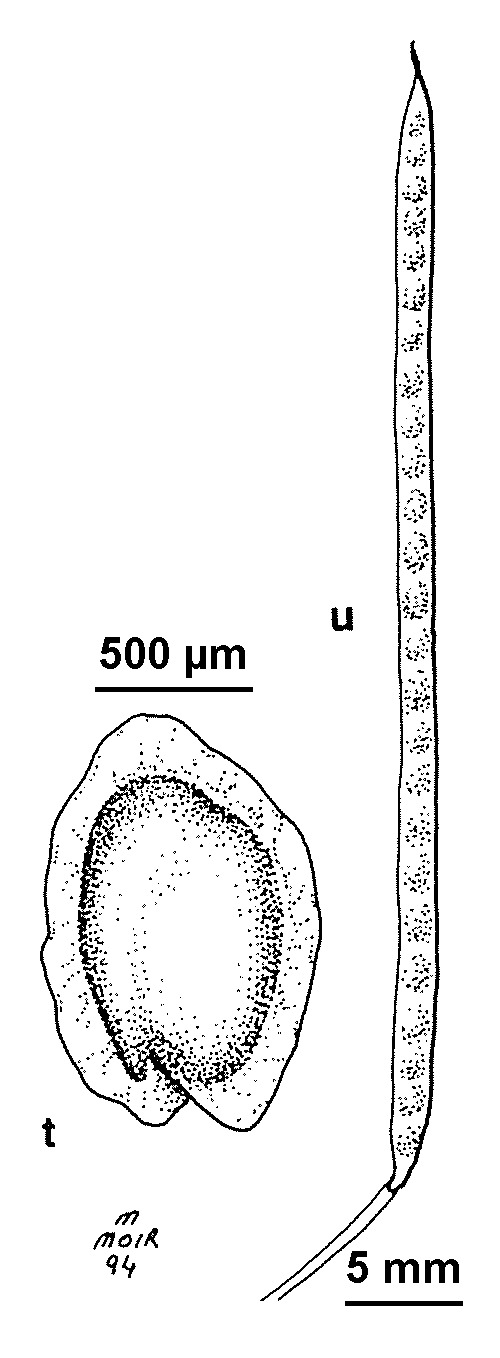 Rorippa laciniata (hero image)