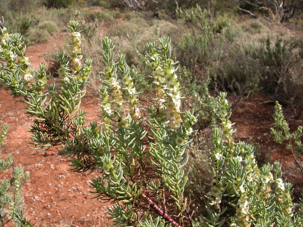 Maireana pentatropis (hero image)