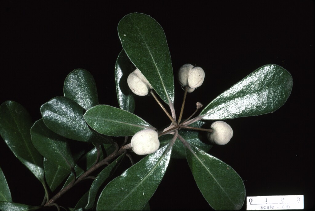 Pittosporum crassifolium (hero image)