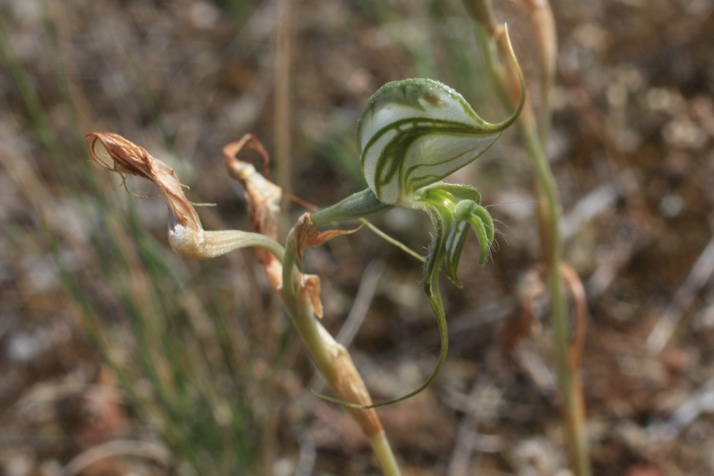 Pterostylis valida (hero image)