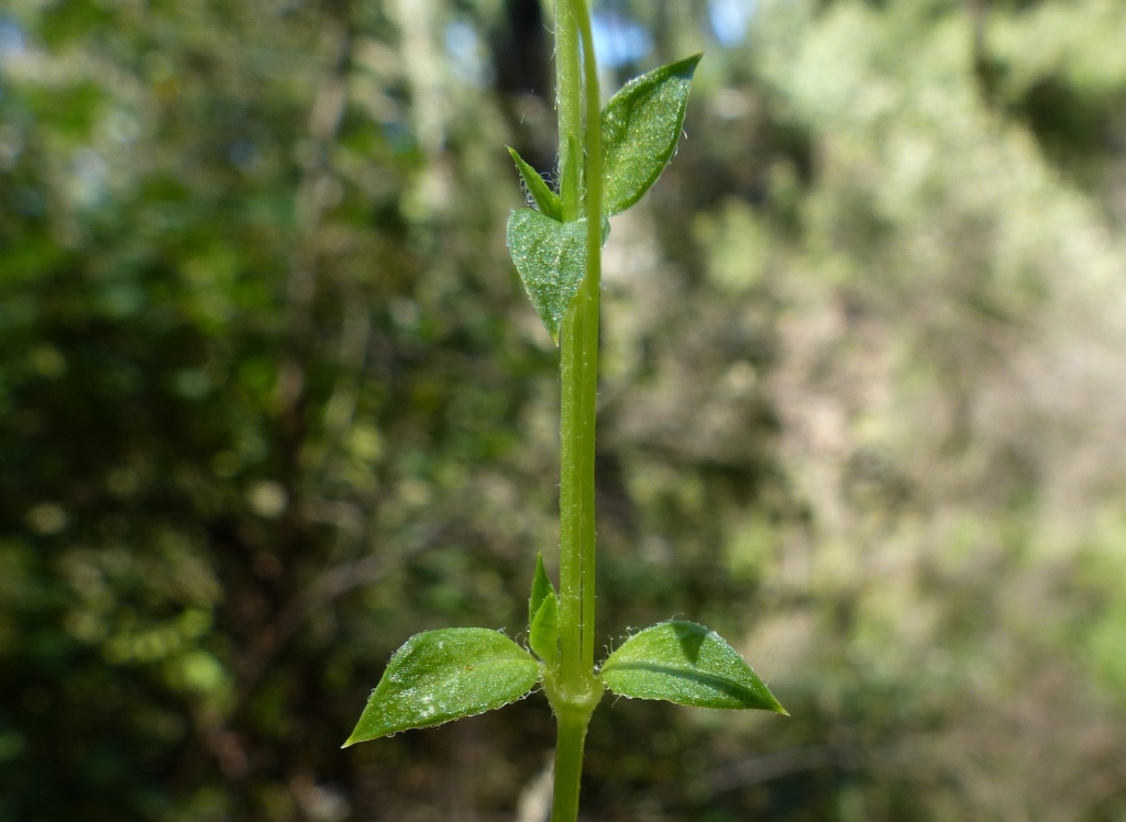 Stellaria flaccida (hero image)