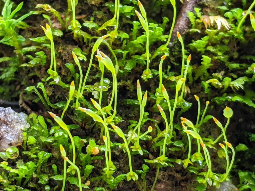 Mitteniaceae (hero image)
