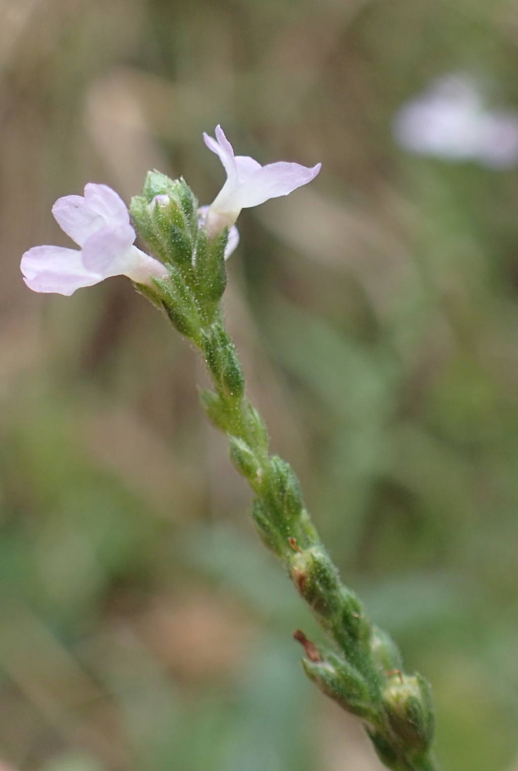 Verbena officinalis var. officinalis (hero image)