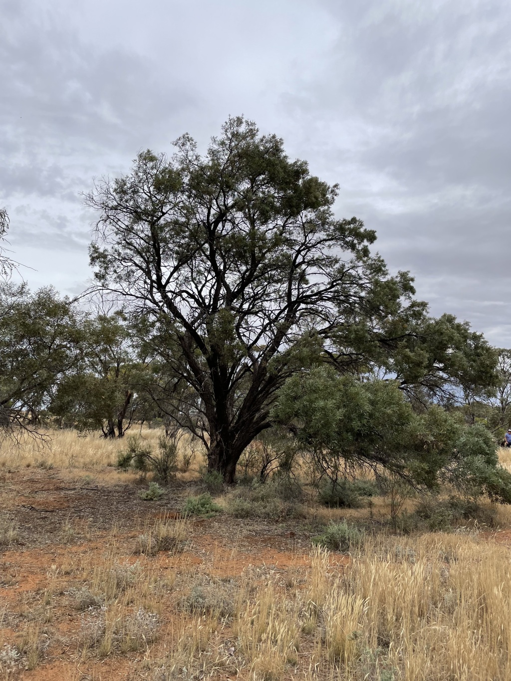 Acacia melvillei (hero image)