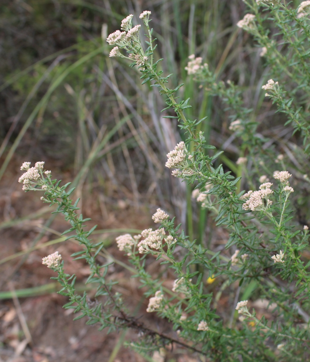 Cassinia rugata (hero image)