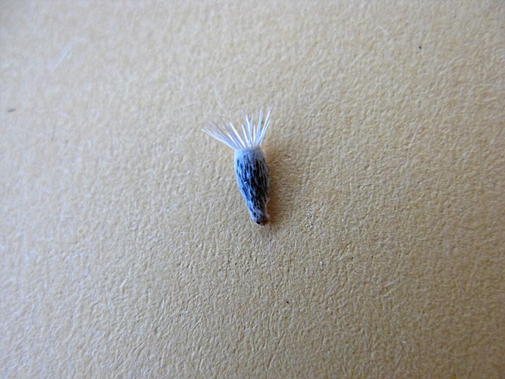 Centaurea calcitrapa (hero image)