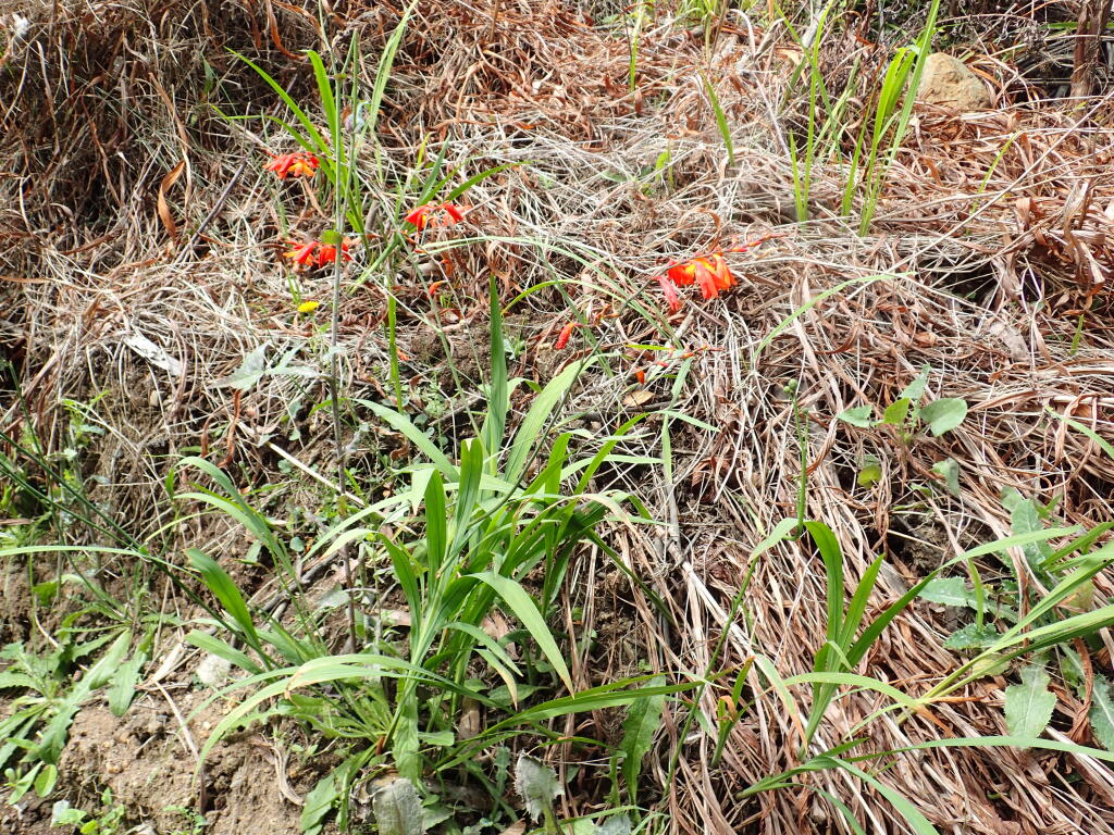 Crocosmia ×crocosmiiflora (hero image)