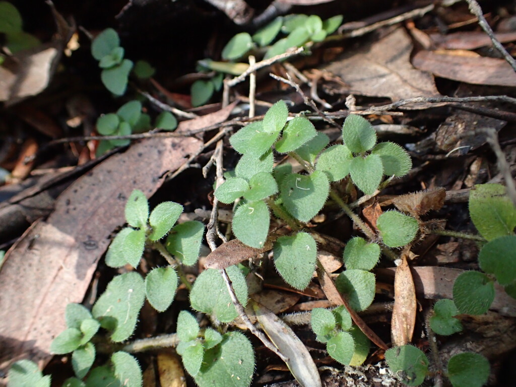 Leptostigma breviflorum (hero image)