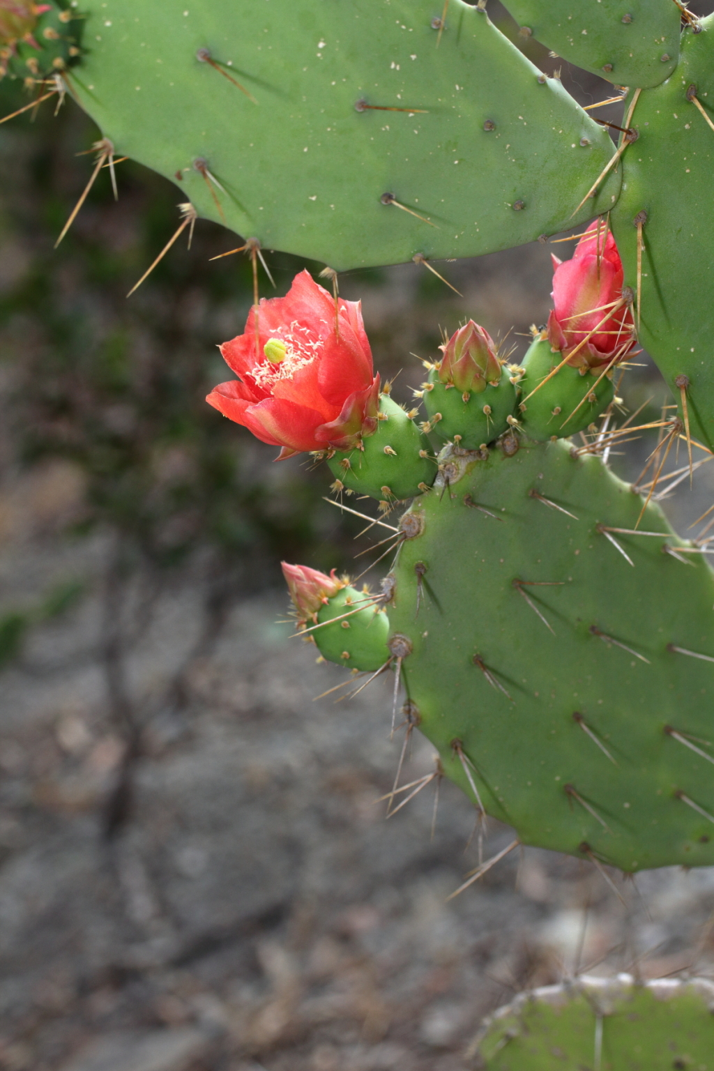 Opuntia elatior (hero image)