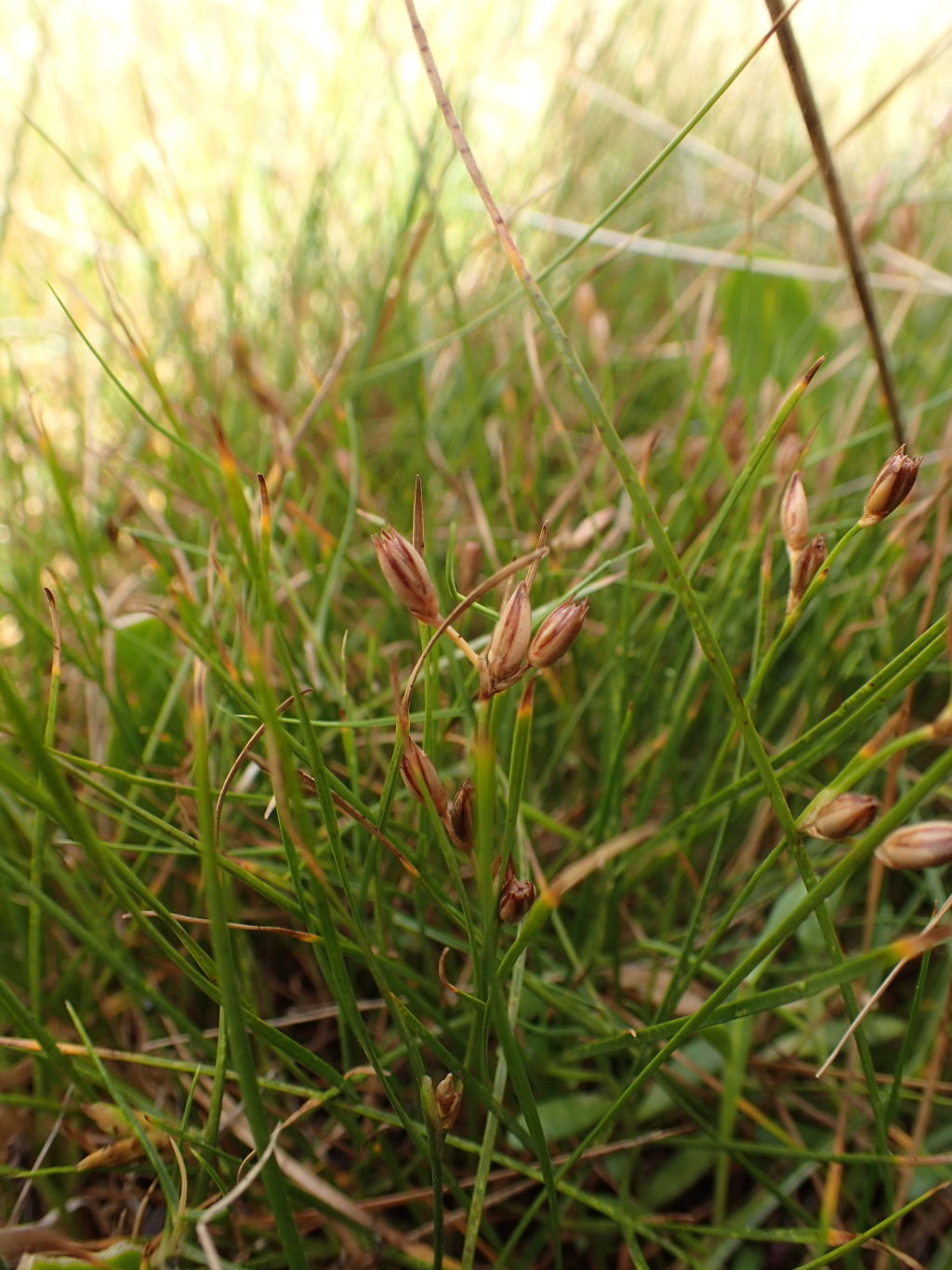 Juncus revolutus (hero image)