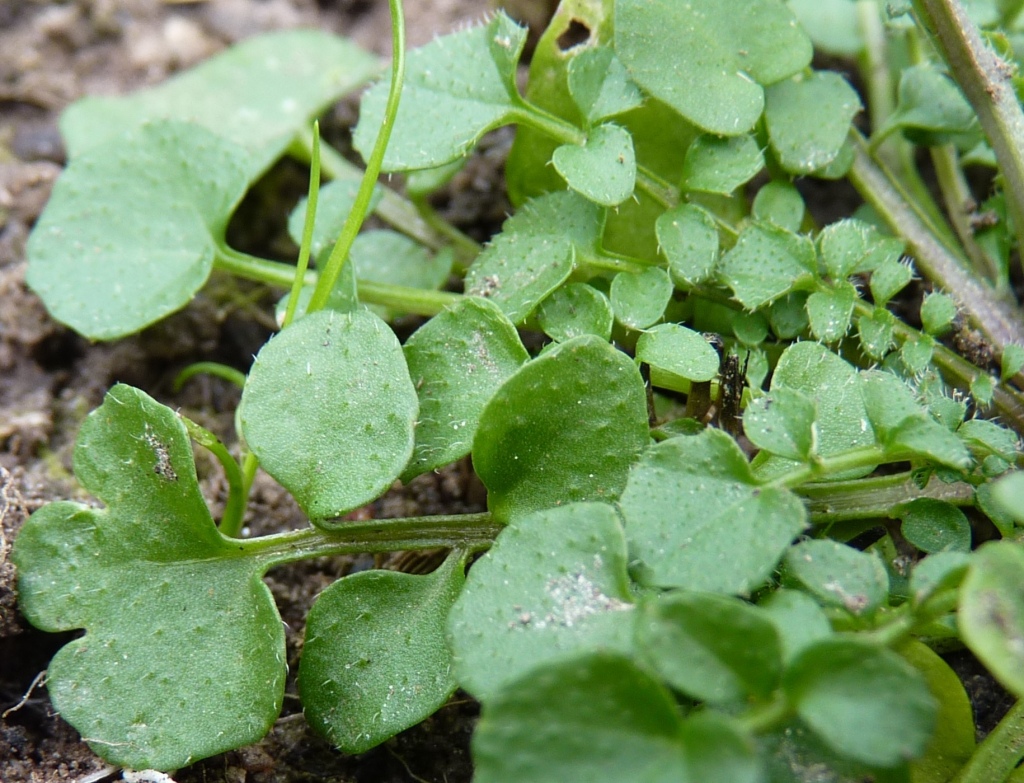Cardamine hirsuta (hero image)