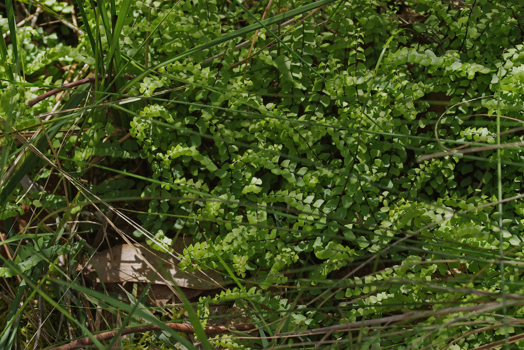 Lindsaea linearis (hero image)