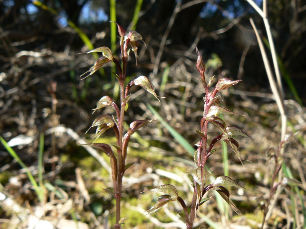 Acianthus fornicatus (hero image)