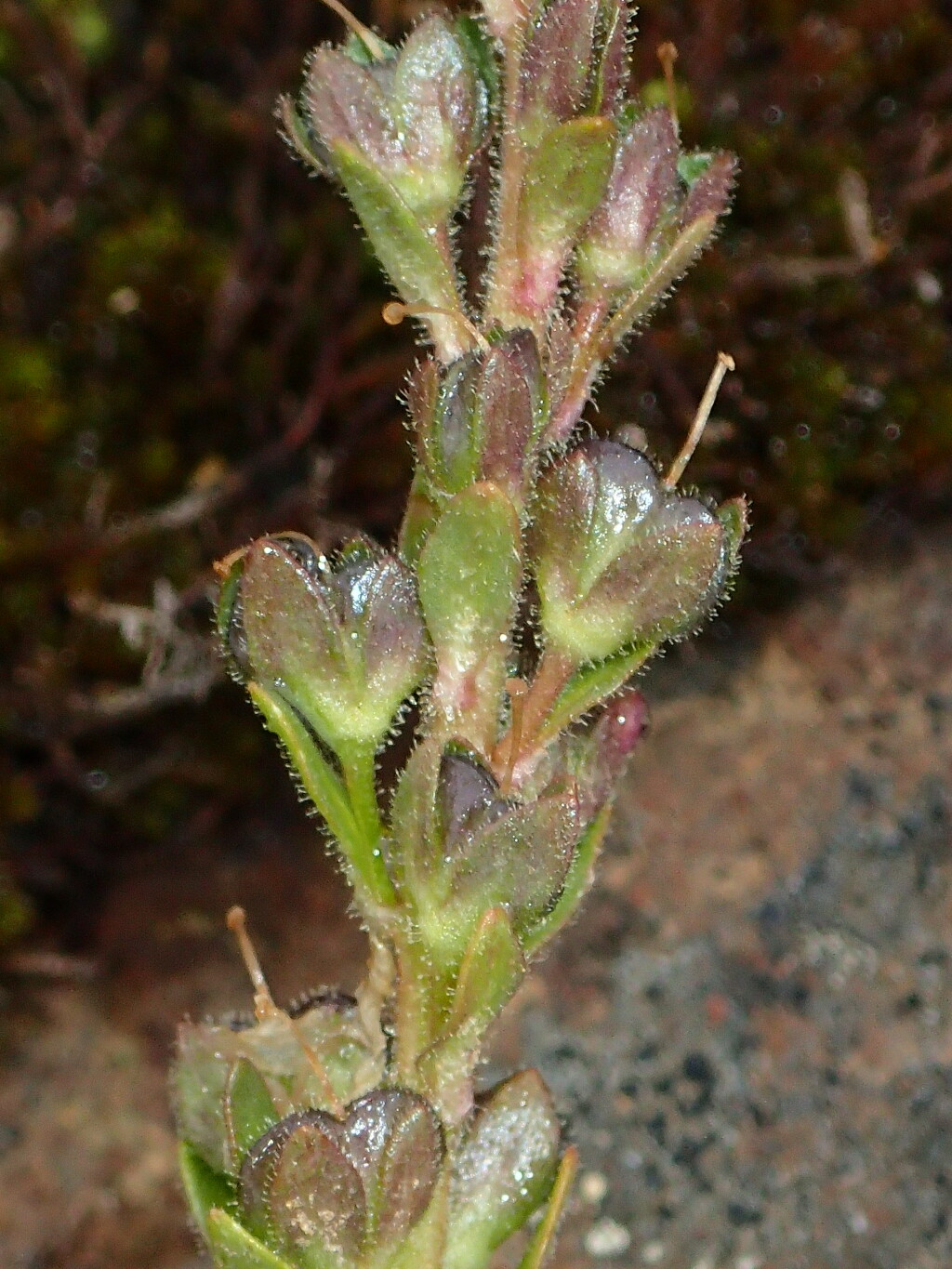 Veronica serpyllifolia (hero image)