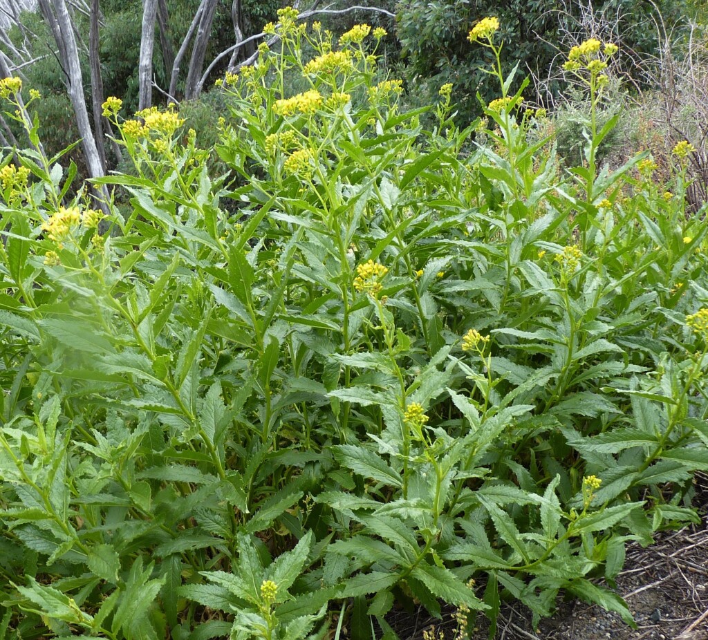 Senecio linearifolius var. latifolius (hero image)