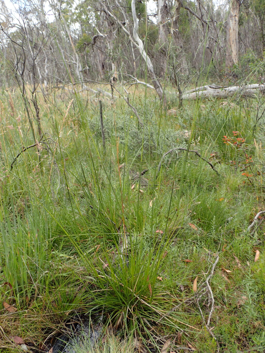 Hookerochloa (hero image)