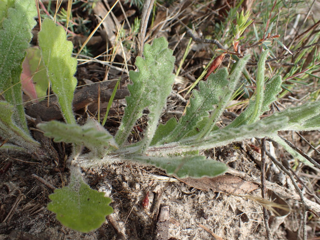 Senecio hispidissimus (hero image)