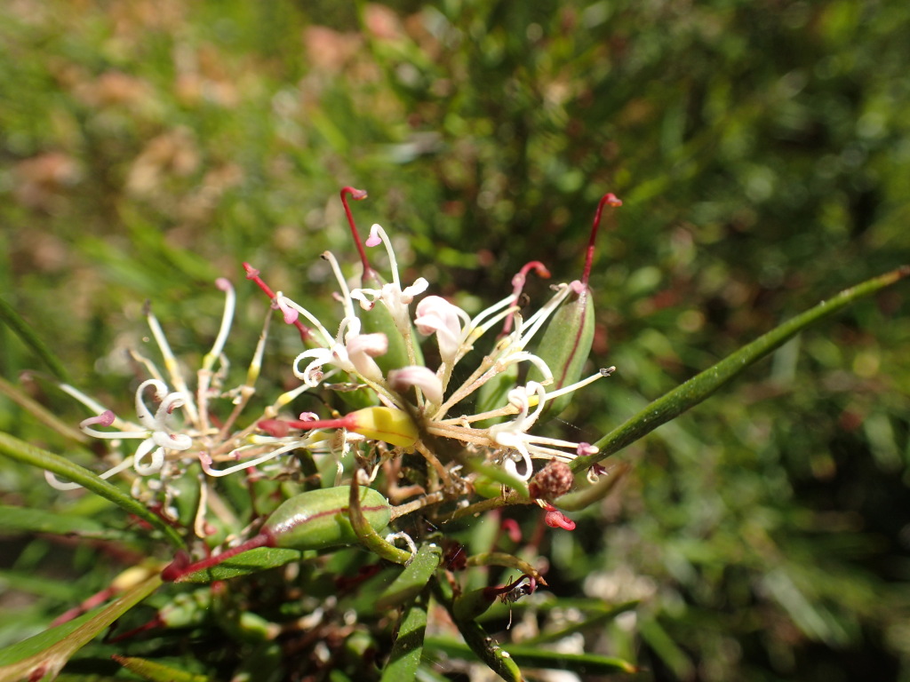 Grevillea neurophylla (hero image)