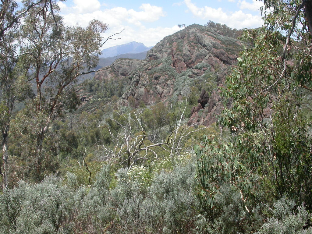 Acacia boormanii (hero image)