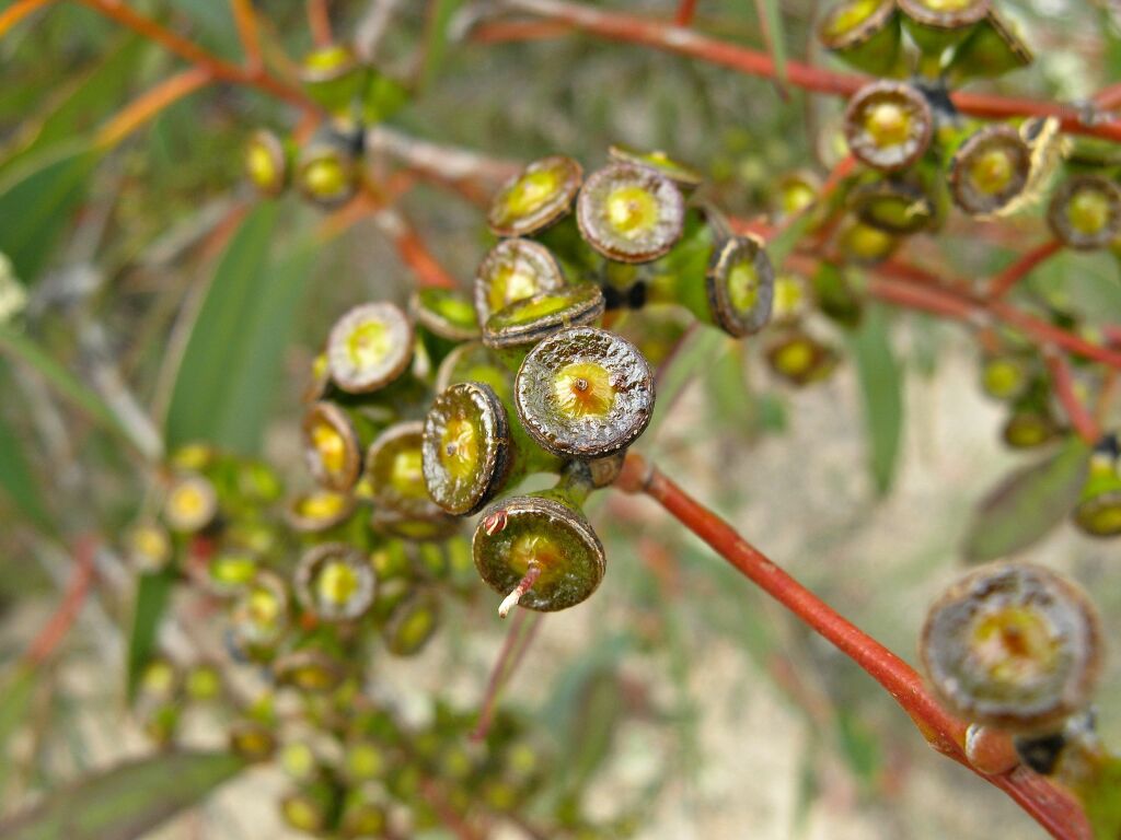 Eucalyptus diversifolia subsp. diversifolia (hero image)