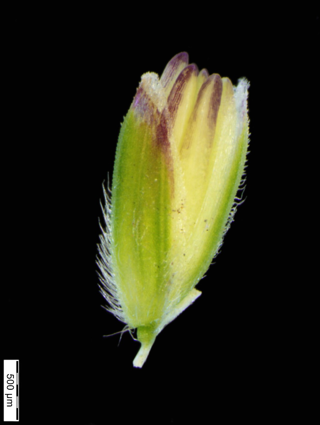 Poa sieberiana (hero image)