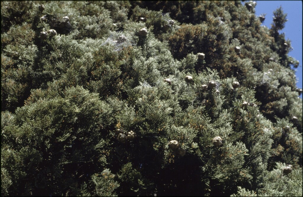 Cupressus sempervirens (hero image)