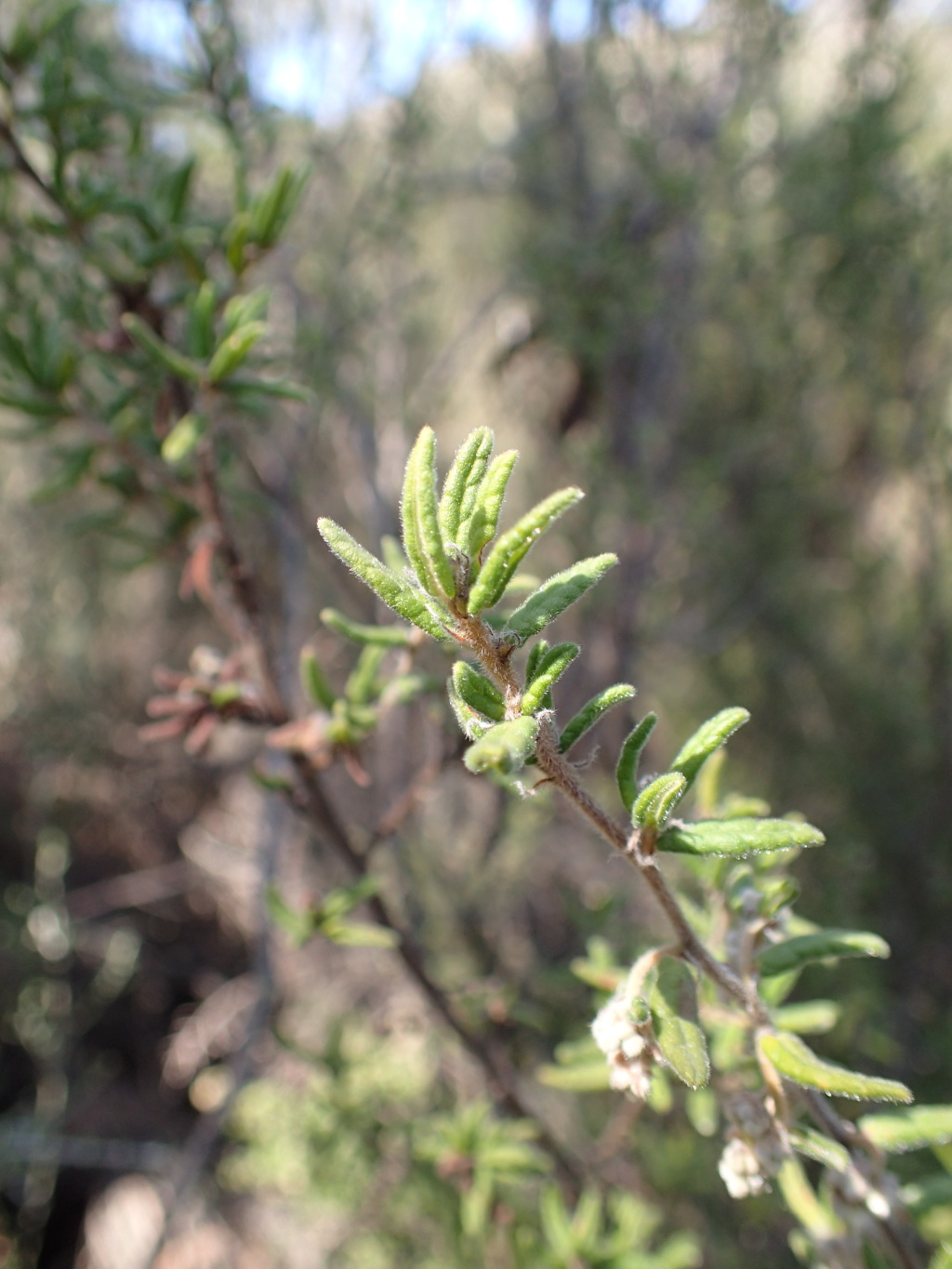 Pomaderris phylicifolia subsp. phylicifolia (hero image)