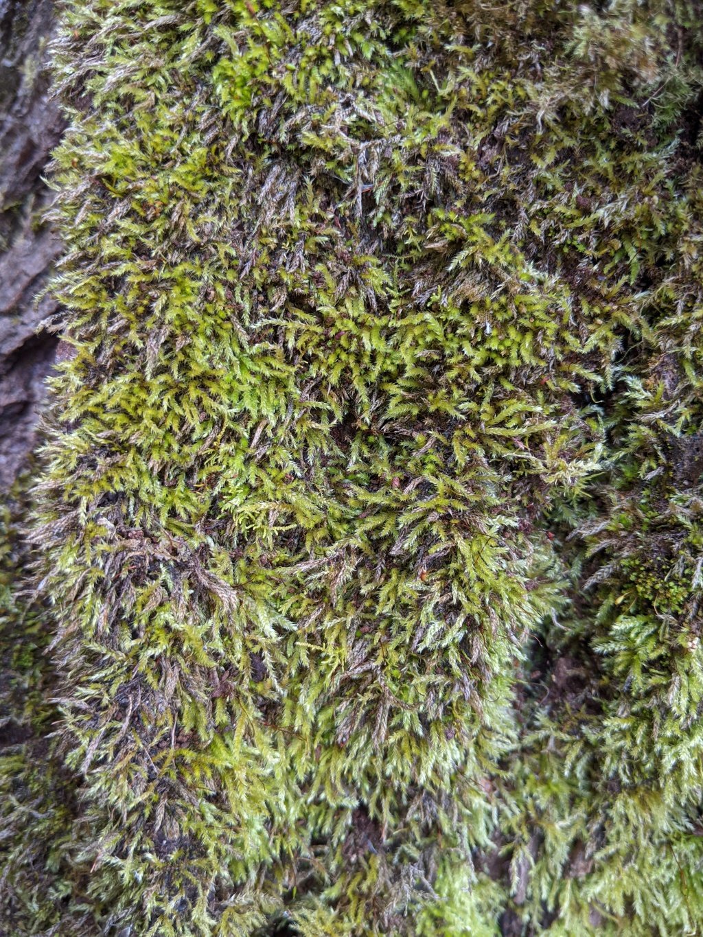 Rhynchostegium (hero image)