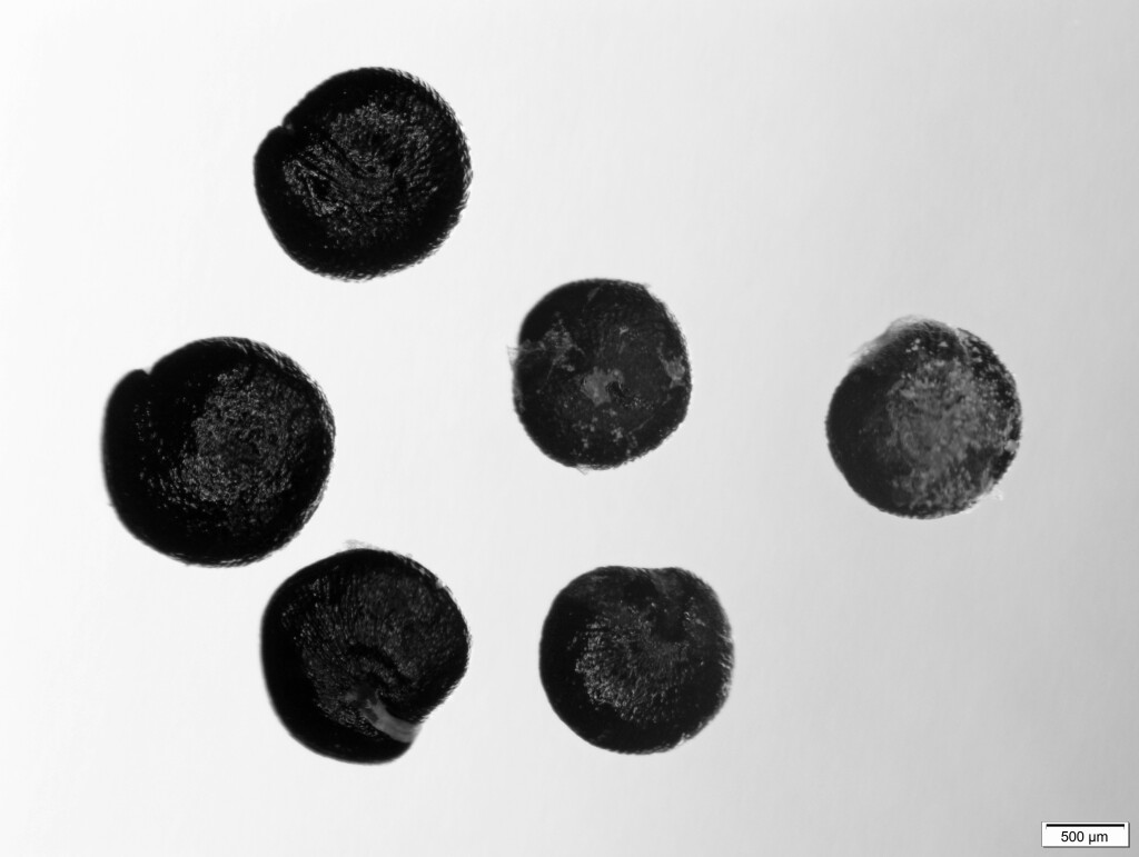 Rhagodia parabolica (hero image)