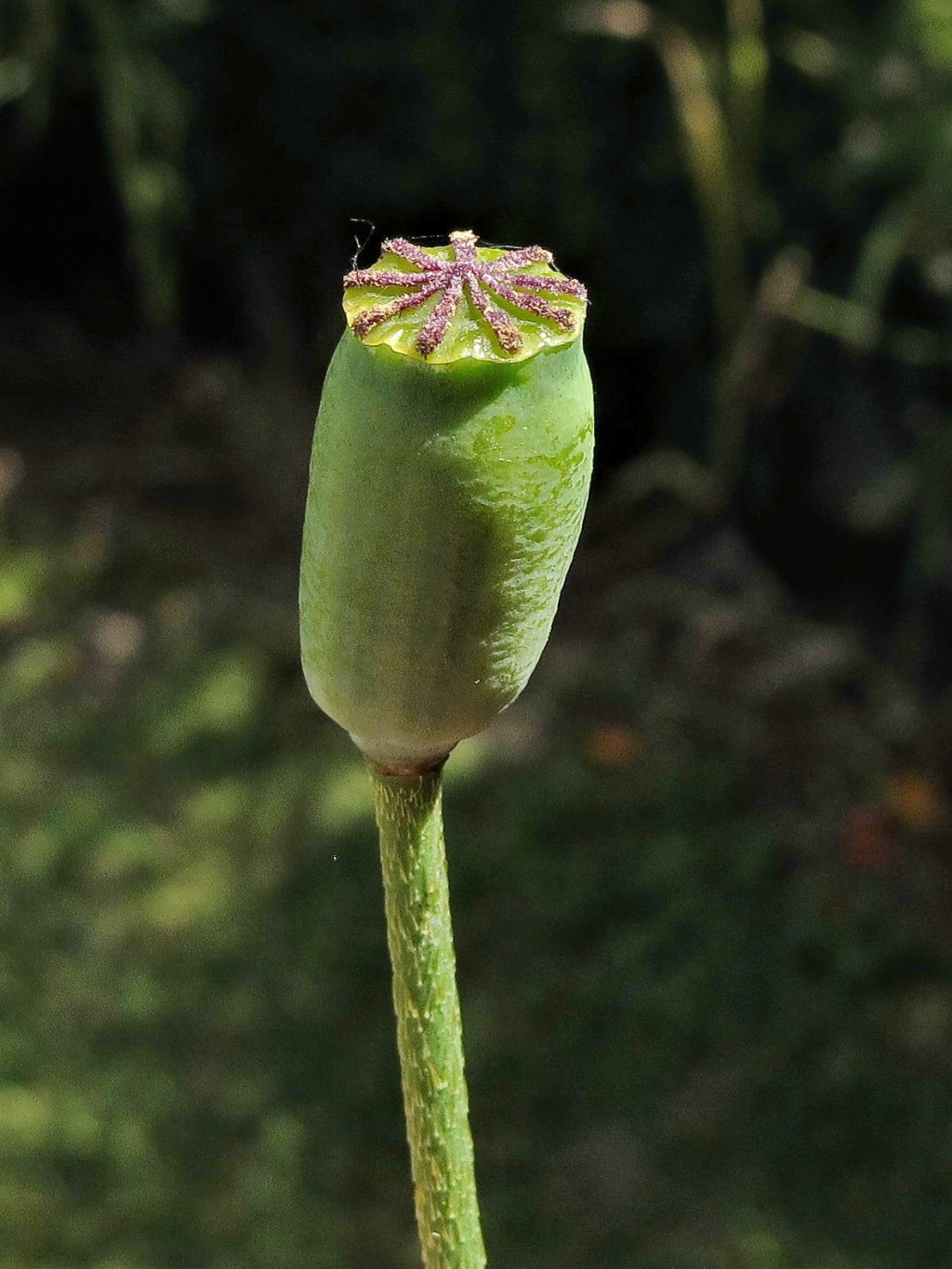 Papaver dubium (hero image)