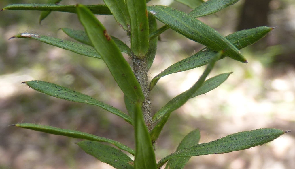 Grevillea jephcottii (hero image)