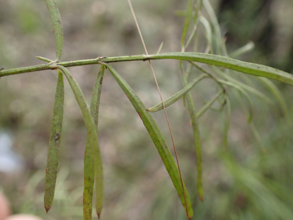 Westringia longifolia (hero image)