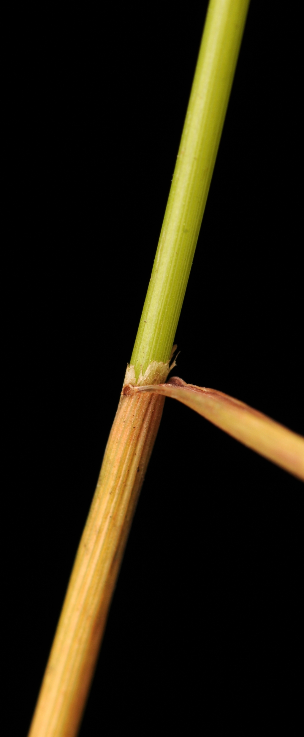 Poaceae (hero image)