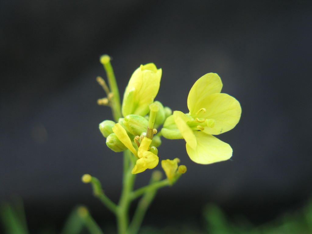 Brassica fruticulosa (hero image)