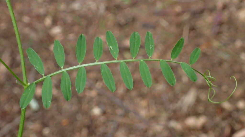 Vicia disperma (hero image)