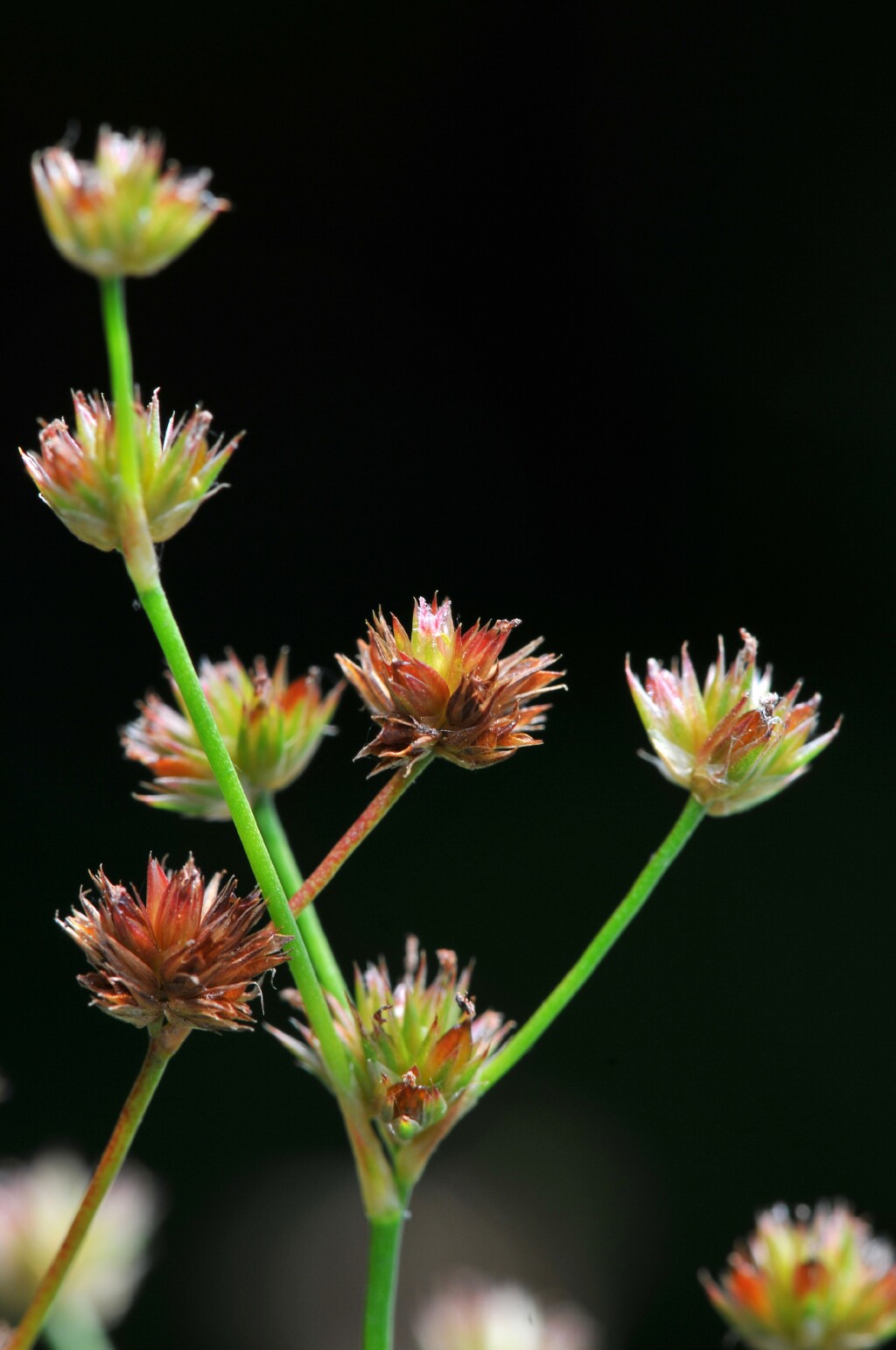 Juncus acuminatus (hero image)