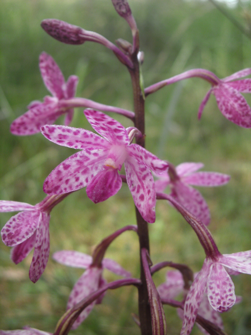 Dipodium punctatum (hero image)