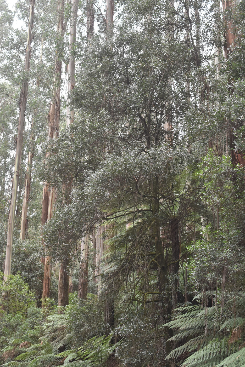 Acacia frigescens (hero image)