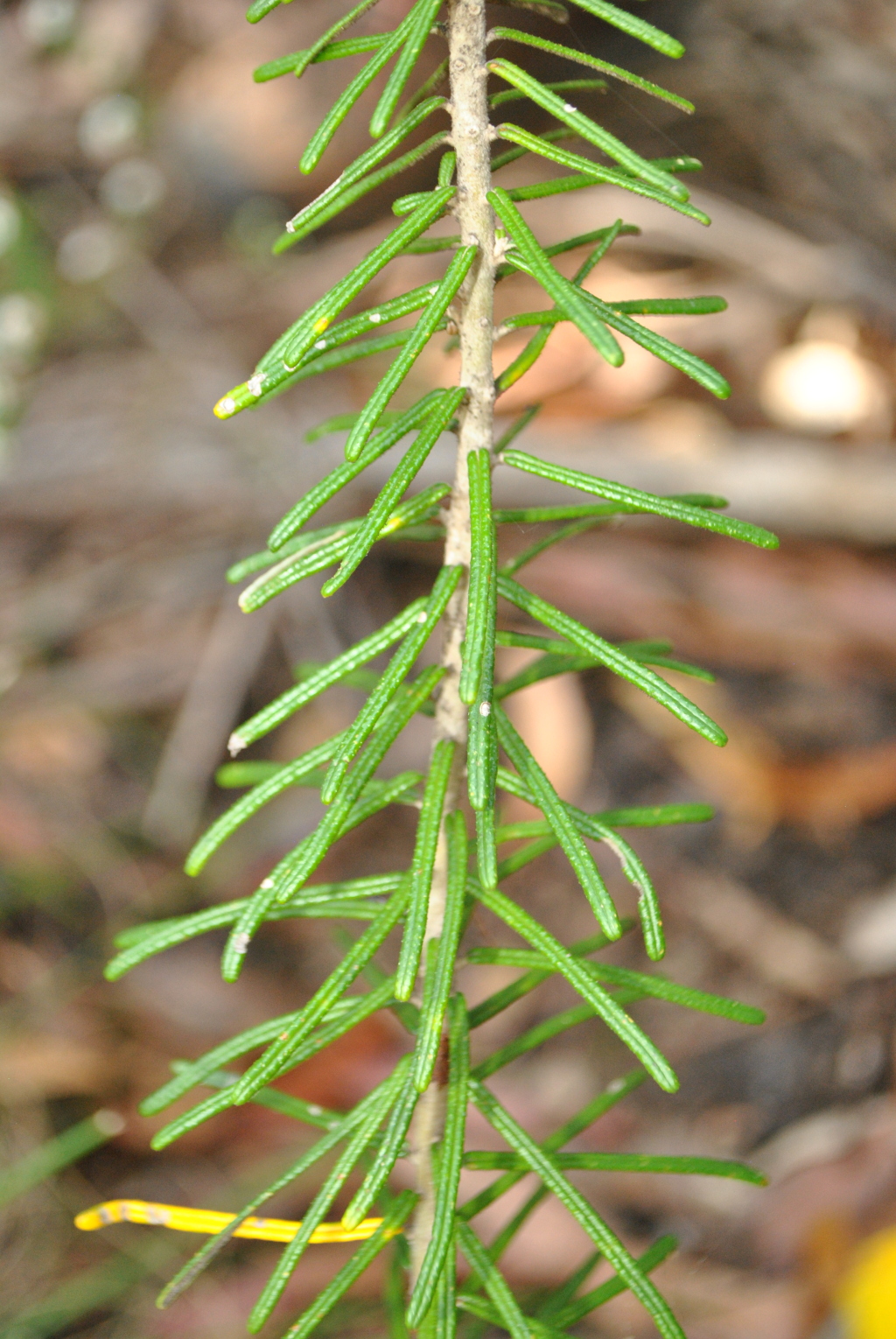 Astrotricha sp. 5 (hero image)