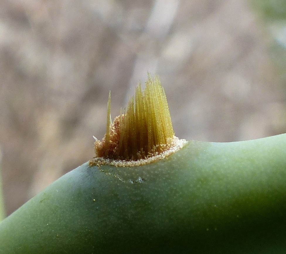Opuntia stricta (hero image)
