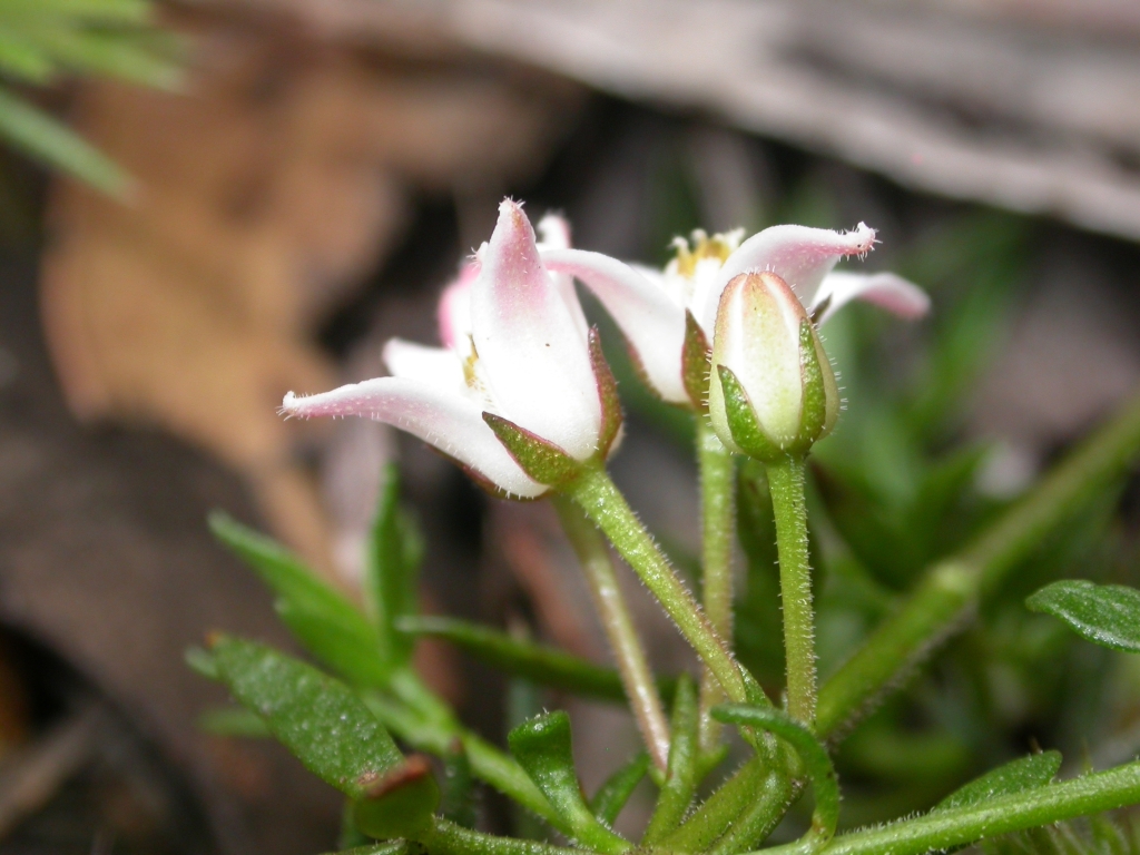 Cyanothamnus nanus (hero image)