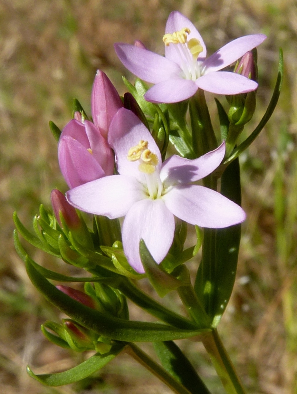 Centaurium (hero image)