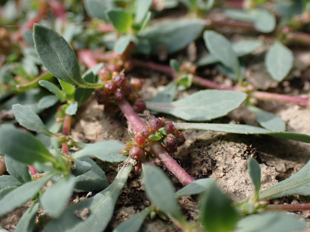 Elatinaceae (hero image)