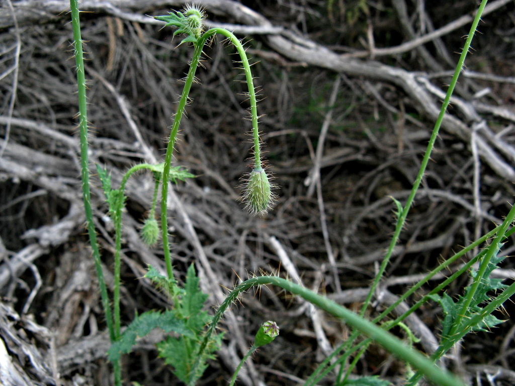 Papaver aculeatum (hero image)