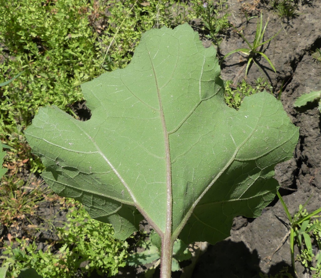 Xanthium occidentale (hero image)