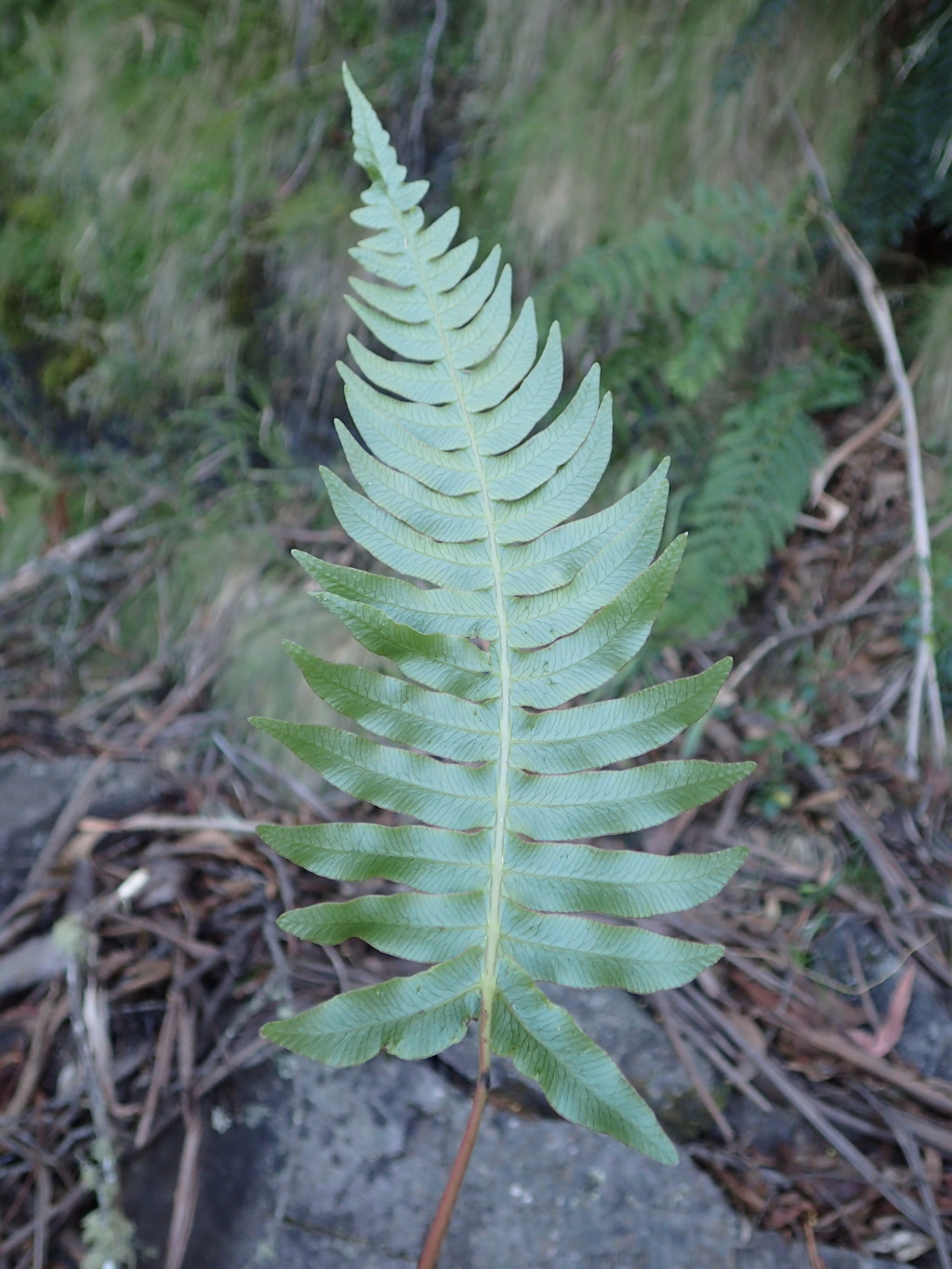 Blechnum deltoides (hero image)
