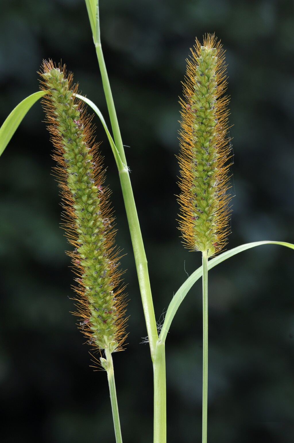 Setaria pumila (hero image)