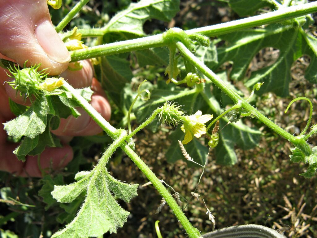 Cucumis myriocarpus (hero image)