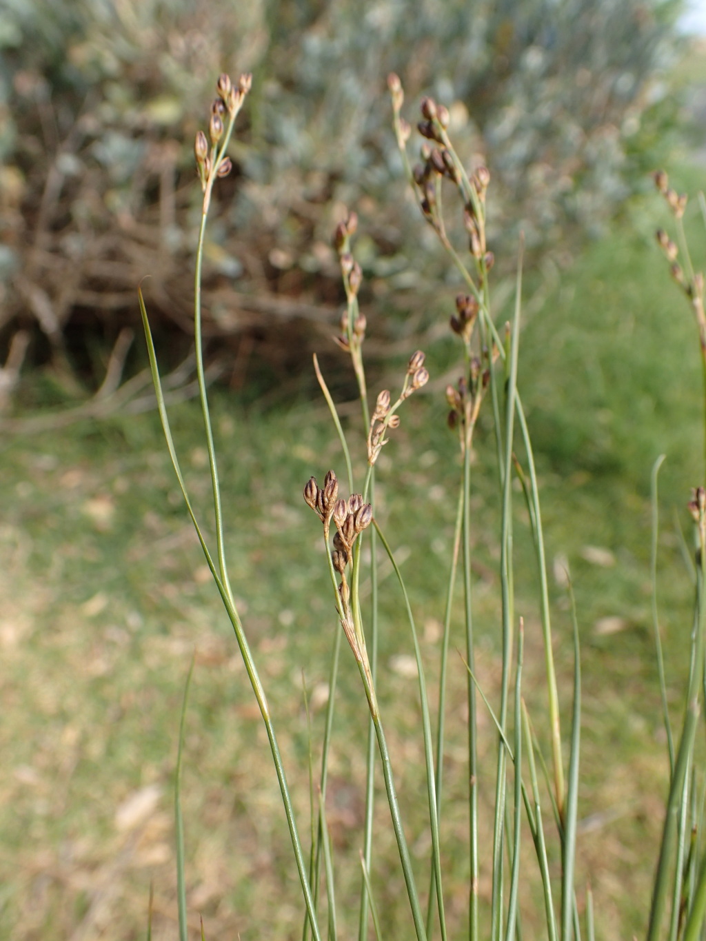 Juncus gerardii subsp. gerardii (hero image)